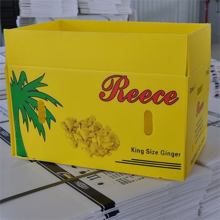 Customized Corrugated plastic vegetable box(001)
